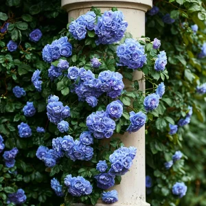 Роза плетистая Блю Перпл купить по цене от 540р. в интернет-магазине «Посадика» с доставкой почтой в в Сасовое и по всей России – [изображение №1].